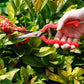 Straight Bonsai Gardening Scissors Sparse Scissors Thinning Fruit Scissors Picking Fruit Scissors GLlew Shop