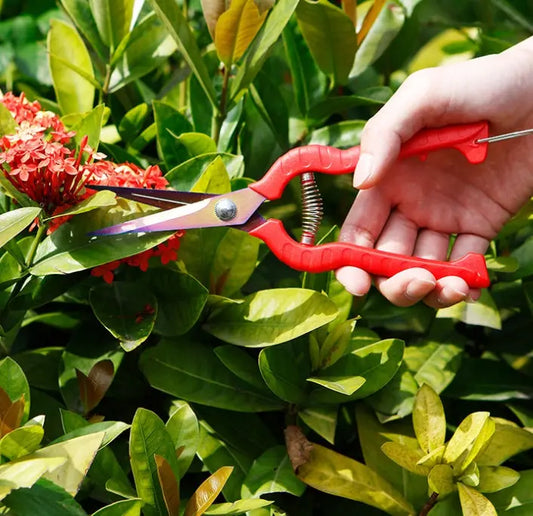 Straight Bonsai Gardening Scissors Sparse Scissors Thinning Fruit Scissors Picking Fruit Scissors GLlew Shop